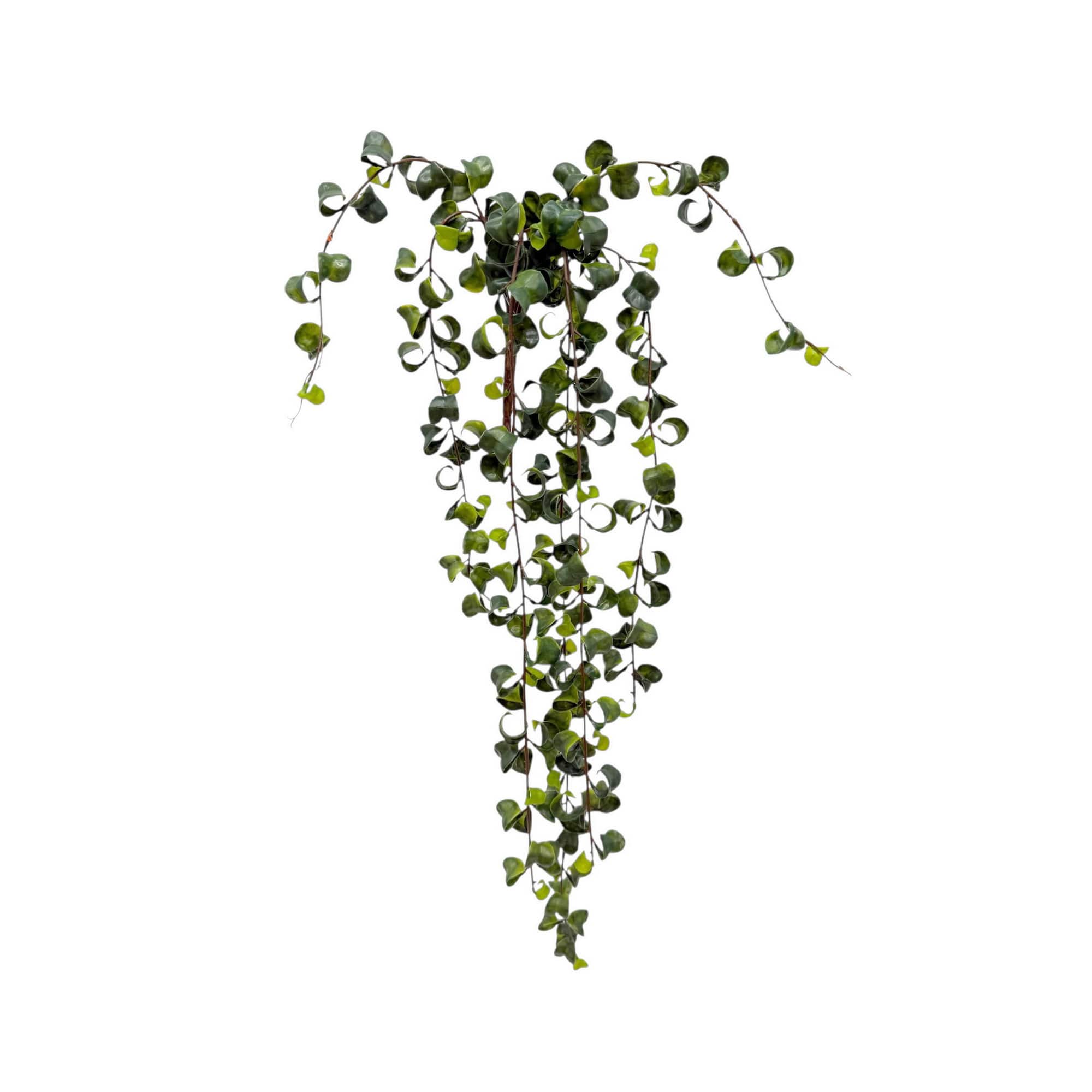 34" Hanging Curly Ficus by Ashland®